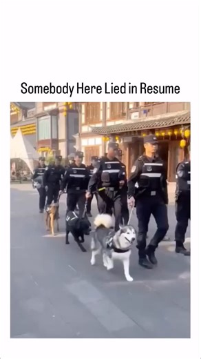 MOVIES | MEMES | STREAMERS | MUSIC on Instagram: "This viral Instagram clip shows Chinese police officers on patrol with their K9 units, all of the dogs trotting dutifully beside their handlers—until the final reveal: a husky being casually carried in its handler’s backpack. The visual punchline sparked a joking caption about résumé fraud for a supposed “tracking dog,” instantly turning the moment into comedy gold. Shared by @Yoda4ever, an account known for feel-good animal content, the video qu