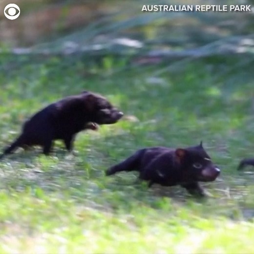 SO CUTE: Watch these 8 little Tasmanian devil pups frolic around a reptile park in Australia. The Australian Reptile Park shared the video of the "devil daycare" on Monday. | CBS Newspath
