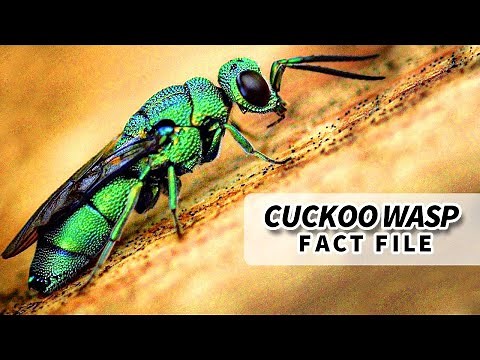 Cuckoo Wasp Facts: the JEWEL WASP | Animal Fact Files