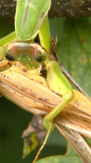 10K views · 138 reactions | Extreme intimacy in the insect world! Male praying mantises risk their lives every time they mate, sometimes becoming the female’s meal. Known as sexual cannibalism, this brutal act actually provides the female with nutrients to support healthy eggs. Our #AnimalPlanetIndeed is quite fascinating! ✨ #AnimalPlanetIndia #PrayingMantis | Animal Planet India | Facebook