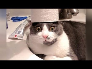 CRAZY CATS vs PAPER, get ready for SUPER LAUGHING! - Funny CAT VIDEOS