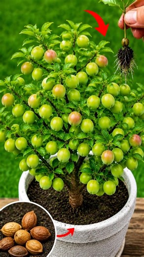 How to Grow a Plum Tree from Seed to Harvest 🍑🌱 #garden#plum #seeds