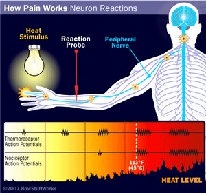 Physiology of Pain