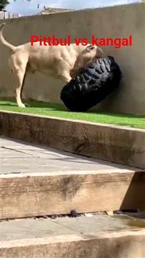 Pitbull vs Kangal dog☠️☠️☠️☠️☠️😈😈😈😈 #americanbully #pitbull #facts #pets #dog #pitbulldog #dogtype