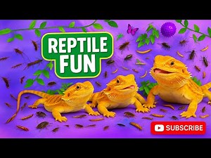 TV for Pets | Bearded Dragons Watch Crawling Bugs | Cat TV