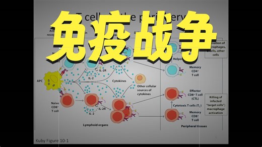 Immunology Fall 2025： Lecture 24 T Cell Effector Function [Y02Idocv1Qg]