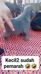 11M views · 74K reactions | Wowo anjing yang lucu dan pemarah !!!? #fyp #jangkaunluas #monetisasi #reelsfyp #reelsviral #reelstrending #funny #binatanglucu Semuaorang | Astuti Puji | Facebook