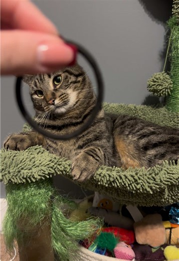 Winx Fairy🧚‍♀️ (@winxfairyx)’s videos with original sound - Elizabeth