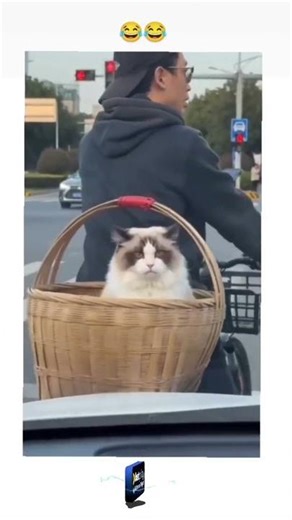 Kimse görmeden kedi kardeşşşşş