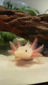CUTE Ivy's Axolotls Lucy/Leucistic yawning :D