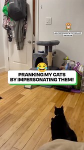 263K views · 6.5K reactions | The cat was utterly terrified  | Fluffy Animals | Facebook