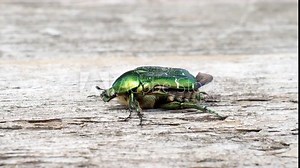 Beautiful metallic green scarab bug known as the June Beetle (Cetonia aurata) flying out of the wooden board in 4K VIDEO. Close-up.