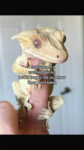 And yes I have done the proper research #lizardtok #crestedgecko #reptile #lizard #fyp
