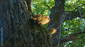 Chaga (Inonotus obliquus) is a parasite that grows on cracks or damaged areas of tree trunks from spores of the mulberry fungus. Shot in motion