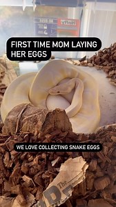 WHO ELSE LOVES GETTING SNAKE EGGS⁉️ #ballpython #royalpython #reptile #reptiles #reptilesofinstagram #snake #snakes #pets #pet #petsofinstagram #bloodpython #burmesepython #reticulatedpython #carpetpython #boaconstictor #leopardgecko #crestedgecko #beardeddragon #animals #wildlife #bof #recessivegang #ballpythons #royalpythons #reels | BALLS of FURY