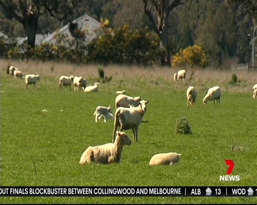 246K views · 2.1K reactions | Coles has dropped the price of it's whole leg lamb roast from $12 to $10 a kilo. While it's a win for meat buyers, the same can't be said for farmers now forced to shoot their sheep. #7news #7newsregional #sheep #farmers | 7NEWS Border | Facebook