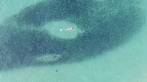 89K views · 1.2K reactions | Crazy #marinelife action this morning at #bondibeach. Guys I recommend do not swim in the salmon schools and swim on the beach side if you can as I’ve seen the more dangerous sharks approach from the outside on many occasions. So this morning I’ve had 2 grey nurse shark‘s , 2 stingrays loads of salmon ,dolphins and seals. I hope you enjoy my show daily珞 #lovelife❤️ #happyfridayeveryone #feelgoodfriday #oceanlove | Drone Shark App | Facebook