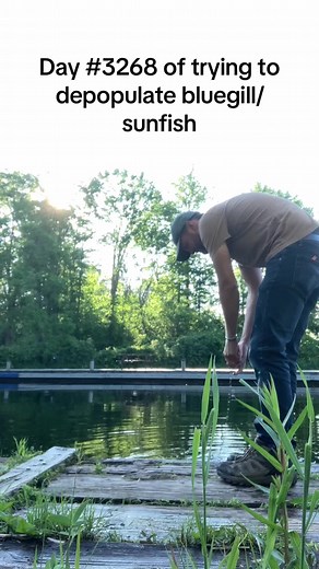 Delicious Bluegill and Sunfish Fry Recipe