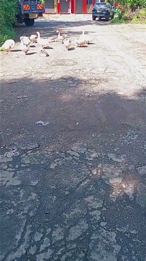 African village morning routine..ducks enjoying morning sunshine #africanvillagelife #villagelife