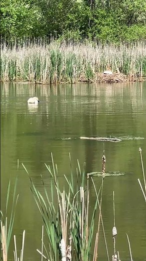 How do you tell a male swan from a female swan?