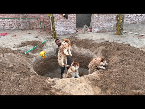 ASH Test Main Pass Hoa Ya Fail ?