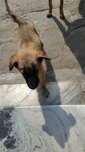 Stray Puppies Struggle & Love 💔🐕 | Real Street Life