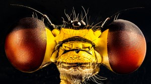 Sensor Size and Magnification - the truth — Allan Walls Photography