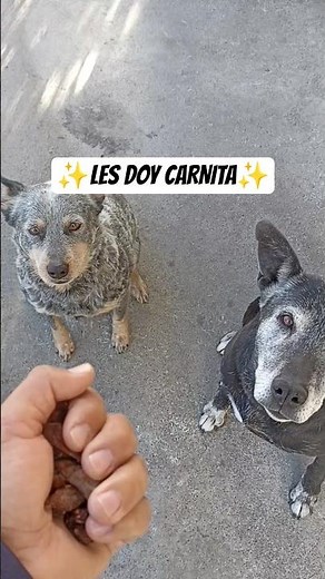 Treating my dogs to delicious meat | Look how much they enjoy it!