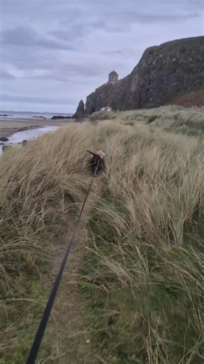 Rain,hail or shine,the tails will always be wagging when they get to the beach 🚶‍♂️🐕🐕 Pretty much a one day at a time kinda guy but its only a month to the shortest day 😁 | Russell Kennedy