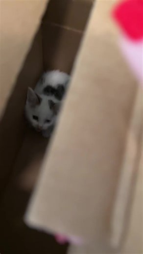 Saving Mom Betty and Her Kittens from Euthanasia