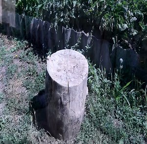 This Old Stump Became a Strange Little Creation | Woodworking Tools