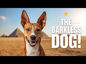 This Dog Doesn’t Bark! The Ancient African Basenji Explained