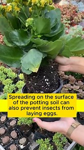 Drainage gravel prevents root rot #garden #gardening #plants #planting #planthacks #gardenhacks #gardeningmakemehappy #gardeningtips #gardeningideas #gardeninspiration #gardenlove | Gardening Ideas