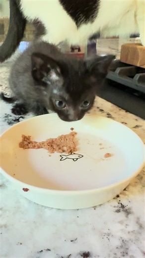 Kiki & Coco (@itskikiandcoco)’s videos with original sound - Kiki & Coco