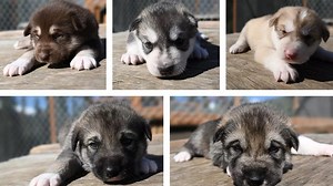 Denali's live sled dog cam is back with 5 adorable new puppies