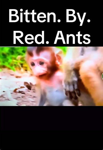 Bites by red ants baby cry loud which baby worse #babymonkey🐒❤️ #monkeybaby #2 #monkeycry #monkeyface #monkeysspinningmonkeys #cambodia #monkeybaby #monkeylover #monkeylovers #fypシ #view #viralvideo #viral #viralmonkey #monkeylifelove #comment #commentyourthoughts #fypシ゚viral #fyppppppppppppppppppppppp #byants #wildlife #animalfriends #animallovers #foryoupage #support #follower #likegorlike #babymonkeyvideos #monkeyreaction #monkeyrescue #babymonkeyrescuefoundation #thiland🇹🇭 #unitedstate