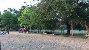 5.2K views · 521 reactions | The Haflinger pair, first time driving together. The greatest thing about this short vid, is that they are both in perfect sync with each other. My teams of liberty horses sync up quite often and it is wonderful to see this precious pair do the same, so early on in their working relationship. | Guy McLean | Facebook