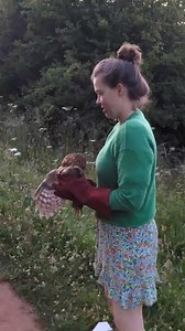 A successful Tawny Owl release on the summer solstice... simply magic 🌟 Found stunned and underweight having hit a window at Costa Coffee (we think he'd enjoy a Mocha), this adult male was rehabilitated and released by our Conservation Officer Pip a week later, in woodland nearby. Fly strong 🪶💪 If you find an apparently injured Owl, follow our simple guide on what to do next: www.barnowltrust.org.uk/owl-care/ 🦉 | Barn Owl Trust