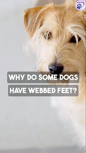 Dog Paws with Webbing? Here’s Why It Exists! #dailypetfact #petfactfiles #pets #dogscience
