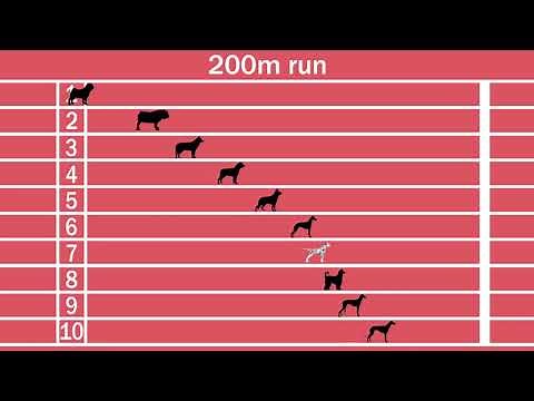 Dog breeds speed comparison, Fastest and slowest dogs!