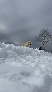 16K views · 335 reactions | I thought I would show more of these kind...