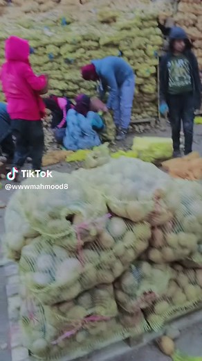 Potato Sorting and Storage Techniques Explained