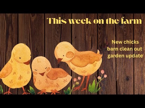Baby chicks || getting the barn ready for baby goats