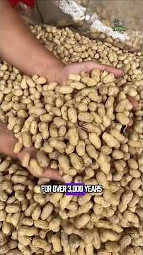 Expensive Peanut Oil Do you know why? #peanutoilprocess #bosspanther