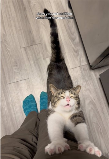 My waddles boy💚 #cat #cattok #pokemon #sewaddle #pokemontiktok | cats