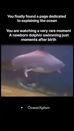 Dolphin’s First Breath#ocean #education