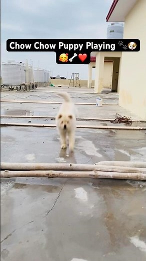 My Chow Chow Puppy Running On Roof | Chow Chow Puppy Playing Cute Video | Chow Chow Puppy Cute Video