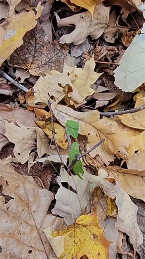 That Stick Is Alive!! - Not Something You See Everyday While Hunting! #shorts #nature #stickbug