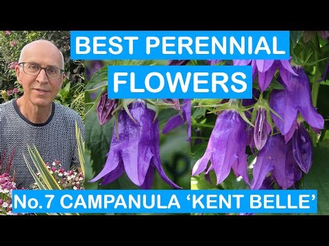 BEST PERENNIAL FLOWERS No7: CAMPANULA ‘KENT BELLE’- EASY TO GROW; MONTHS OF COLOUR; HARDY PERENNIALS
