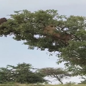 613K views · 4.4K reactions | The chase in the trees like a movie 藍藍 | Animals World | Facebook